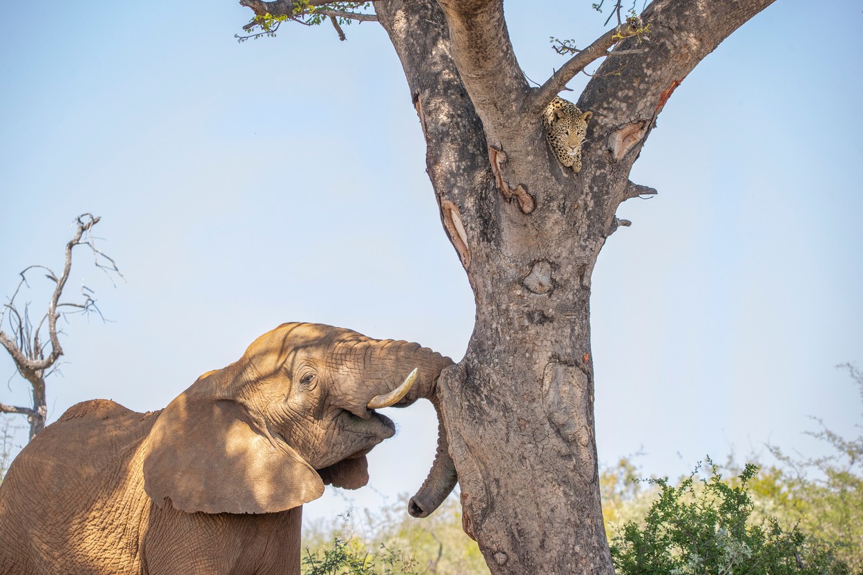 Un leopard speriat se ascunde de un elefant într-un copac