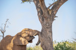 LEOPARD HIDES UP TREE FROM ELEPHANT