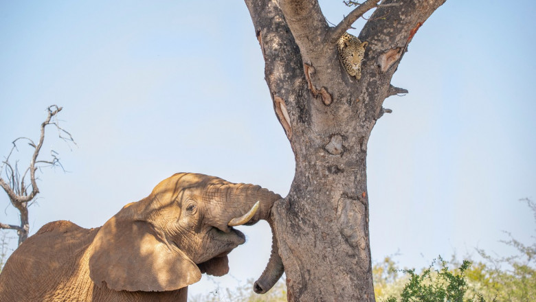 Un leopard speriat se ascunde de un elefant într-un copac, într-o rezervație din Africa de Sud