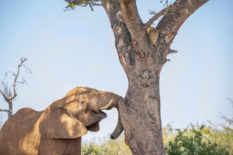 LEOPARD HIDES UP TREE FROM ELEPHANT