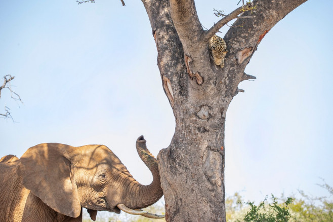 LEOPARD HIDES UP TREE FROM ELEPHANT