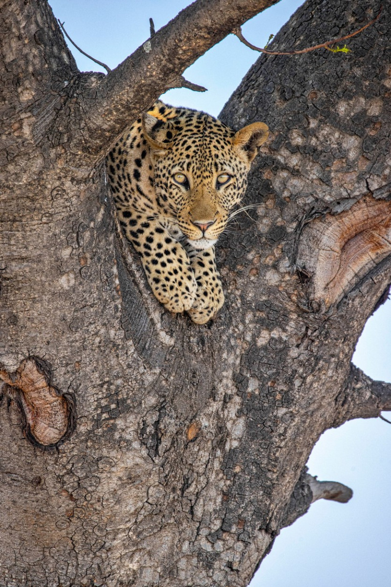 LEOPARD HIDES UP TREE FROM ELEPHANT