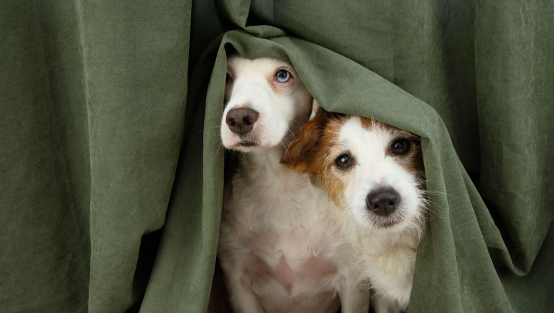 doi câini speriați