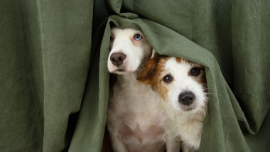 doi câini speriați