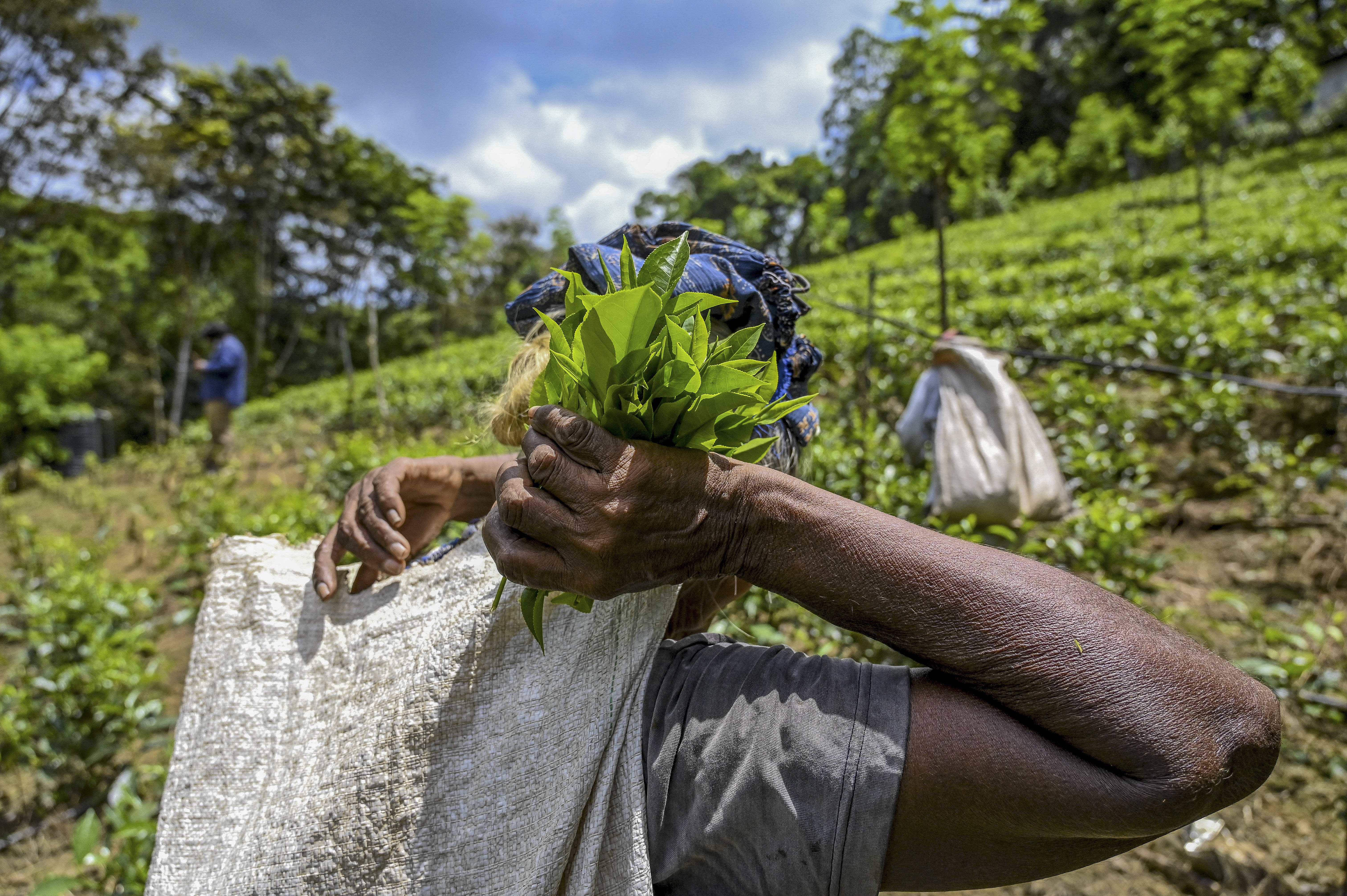 Sri Lanka vrea să plătească în ceai o datorie externă de peste 250 de milioane de dolari