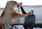 Tiger's Home rescue facility for big cats in Novosibirsk, Russia