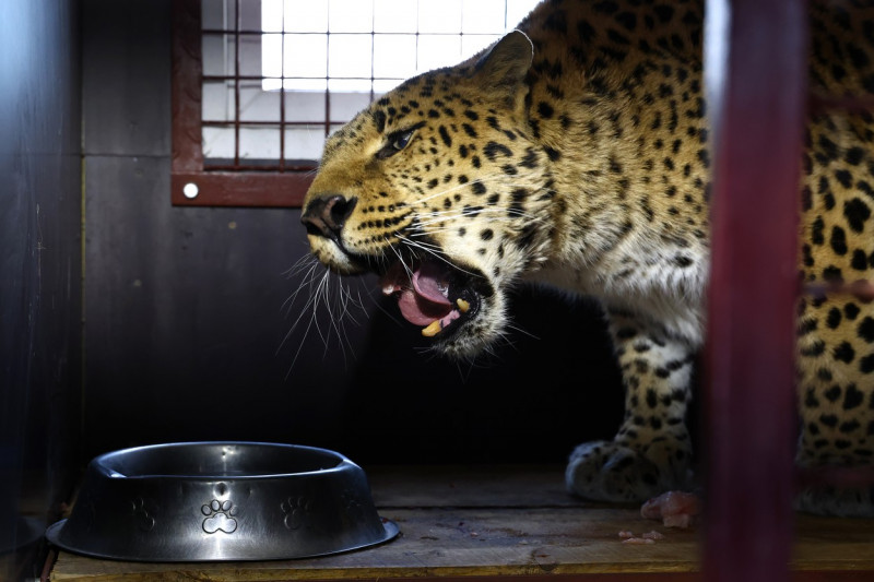 Tiger's Home rescue facility for big cats in Novosibirsk, Russia