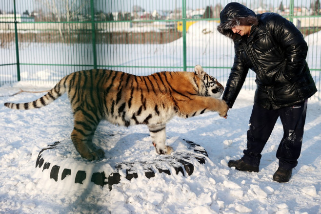 Tiger's Home rescue facility for big cats in Novosibirsk, Russia