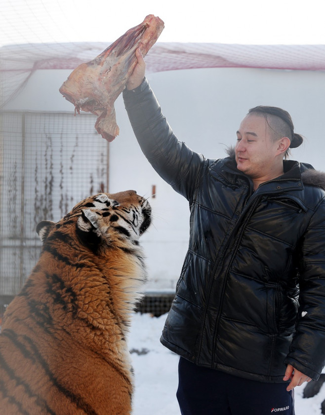 Tiger's Home rescue facility for big cats in Novosibirsk, Russia