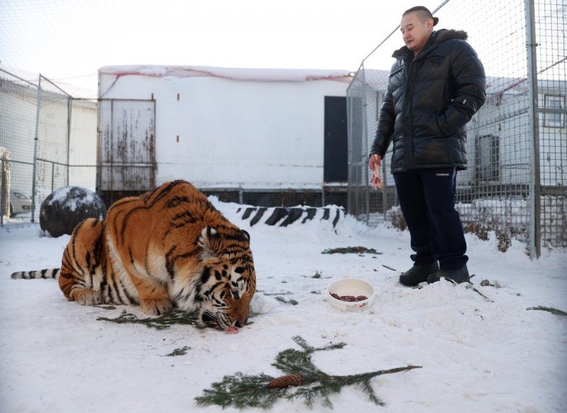 Tiger's Home rescue facility for big cats in Novosibirsk, Russia