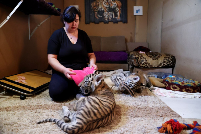 Tiger's Home rescue facility for big cats in Novosibirsk, Russia