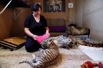 Tiger's Home rescue facility for big cats in Novosibirsk, Russia