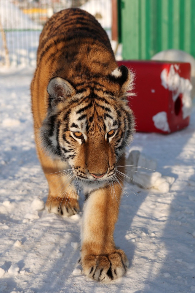 Tiger's Home rescue facility for big cats in Novosibirsk, Russia