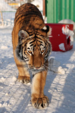 Tiger's Home rescue facility for big cats in Novosibirsk, Russia