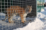 Tiger's Home rescue facility for big cats in Novosibirsk, Russia