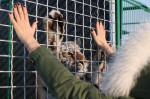 Tiger's Home rescue facility for big cats in Novosibirsk, Russia