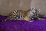 Tiger's Home rescue facility for big cats in Novosibirsk, Russia