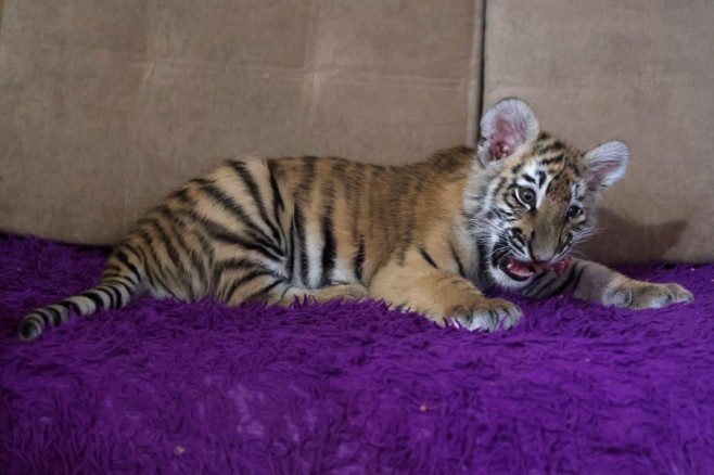 Tiger's Home rescue facility for big cats in Novosibirsk, Russia