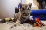 Tiger's Home rescue facility for big cats in Novosibirsk, Russia