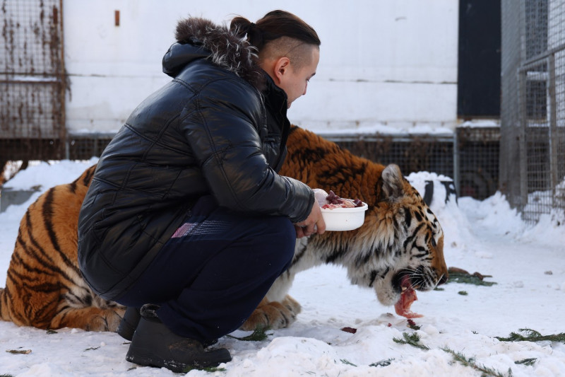 Tiger's Home rescue facility for big cats in Novosibirsk, Russia