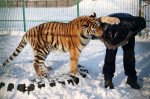 Tiger's Home rescue facility for big cats in Novosibirsk, Russia