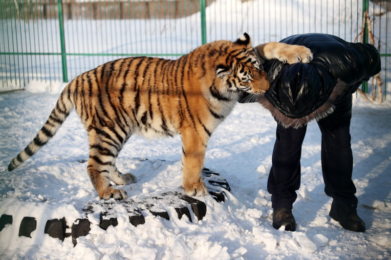 Tiger's Home rescue facility for big cats in Novosibirsk, Russia