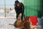 Tiger's Home rescue facility for big cats in Novosibirsk, Russia