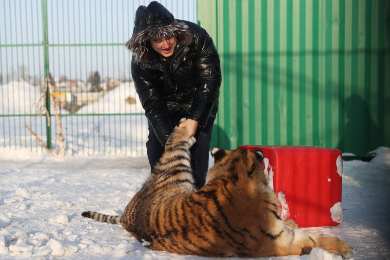 Tiger's Home rescue facility for big cats in Novosibirsk, Russia