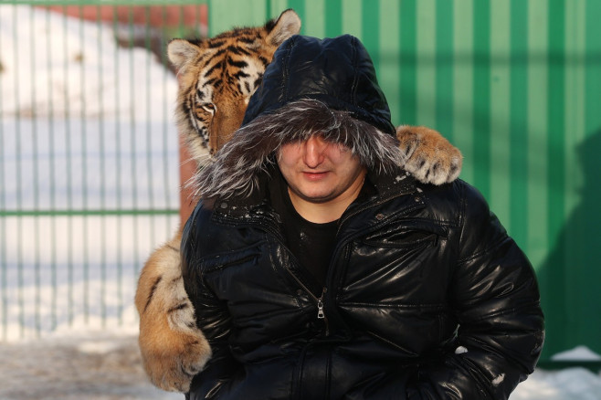 Tiger's Home rescue facility for big cats in Novosibirsk, Russia