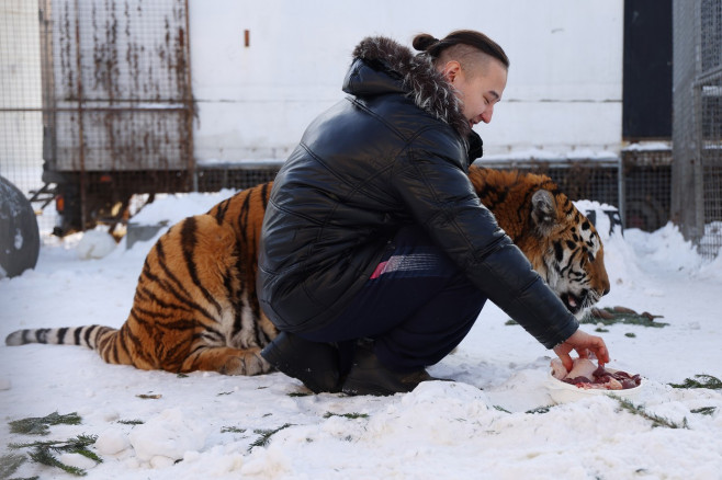 Tiger's Home rescue facility for big cats in Novosibirsk, Russia