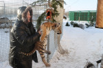 Tiger's Home rescue facility for big cats in Novosibirsk, Russia