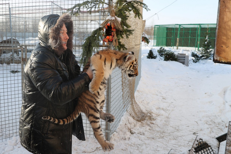 Tiger's Home rescue facility for big cats in Novosibirsk, Russia