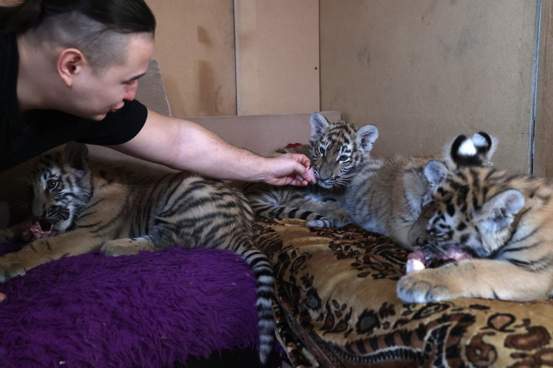 Tiger's Home rescue facility for big cats in Novosibirsk, Russia