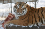 Tiger's Home rescue facility for big cats in Novosibirsk, Russia