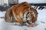 Tiger's Home rescue facility for big cats in Novosibirsk, Russia