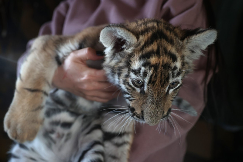 Tiger's Home rescue facility for big cats in Novosibirsk, Russia