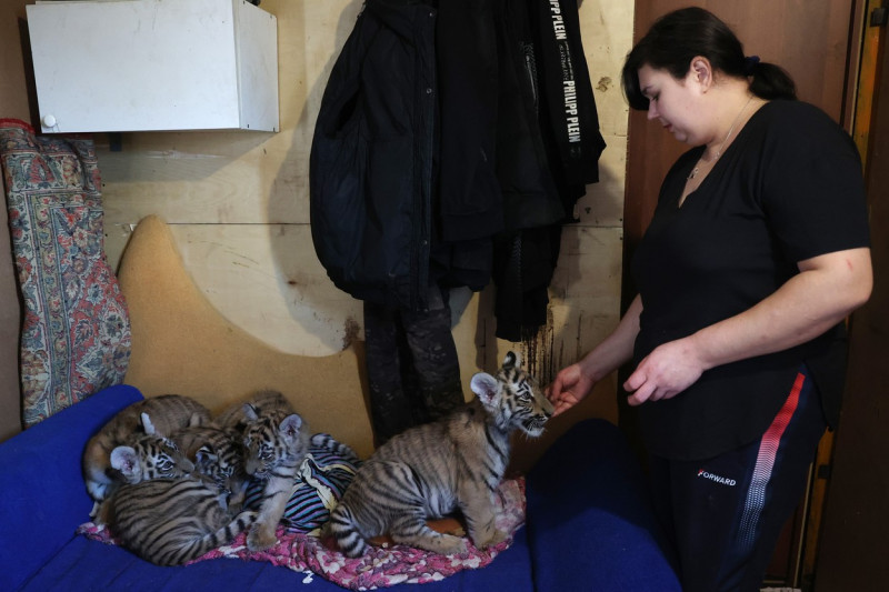 Tiger's Home rescue facility for big cats in Novosibirsk, Russia