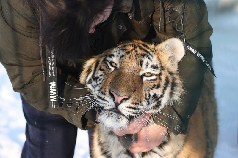 Tiger's Home rescue facility for big cats in Novosibirsk, Russia