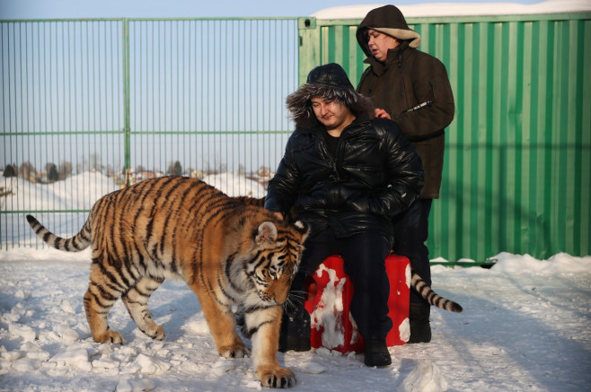 Tiger's Home rescue facility for big cats in Novosibirsk, Russia