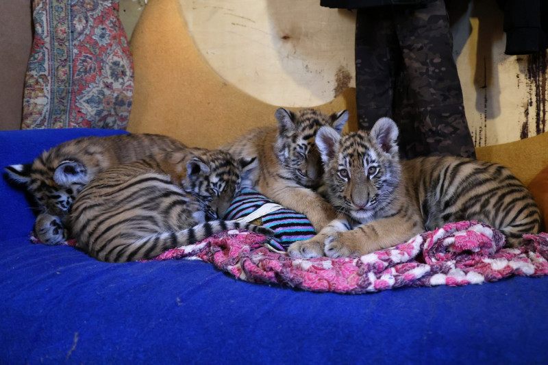 Tiger's Home rescue facility for big cats in Novosibirsk, Russia