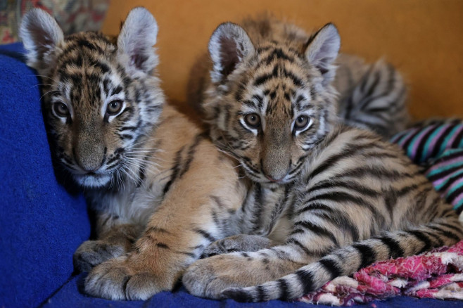 Tiger's Home rescue facility for big cats in Novosibirsk, Russia