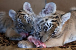 Tiger's Home rescue facility for big cats in Novosibirsk, Russia