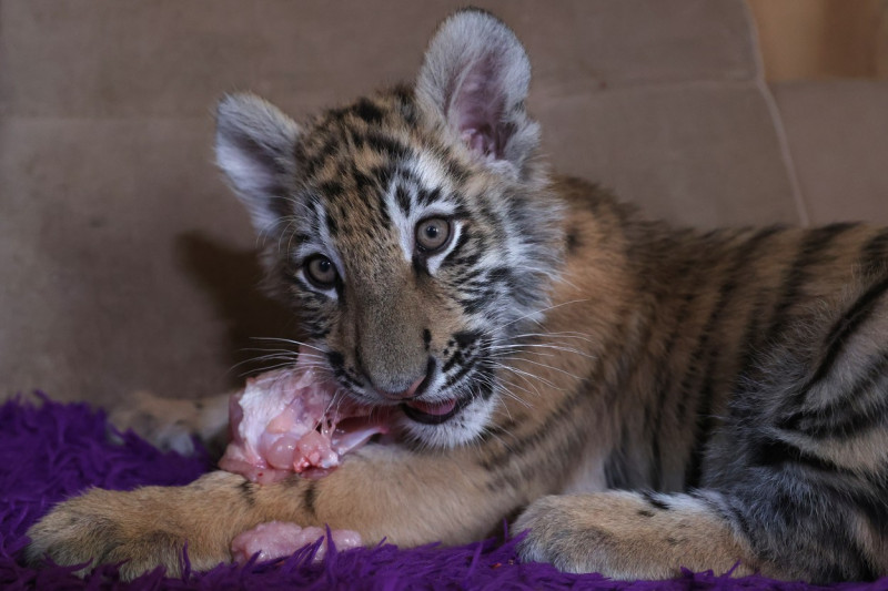 Tiger's Home rescue facility for big cats in Novosibirsk, Russia