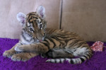 Tiger's Home rescue facility for big cats in Novosibirsk, Russia