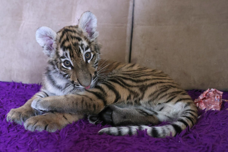 Tiger's Home rescue facility for big cats in Novosibirsk, Russia