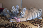 Tiger's Home rescue facility for big cats in Novosibirsk, Russia