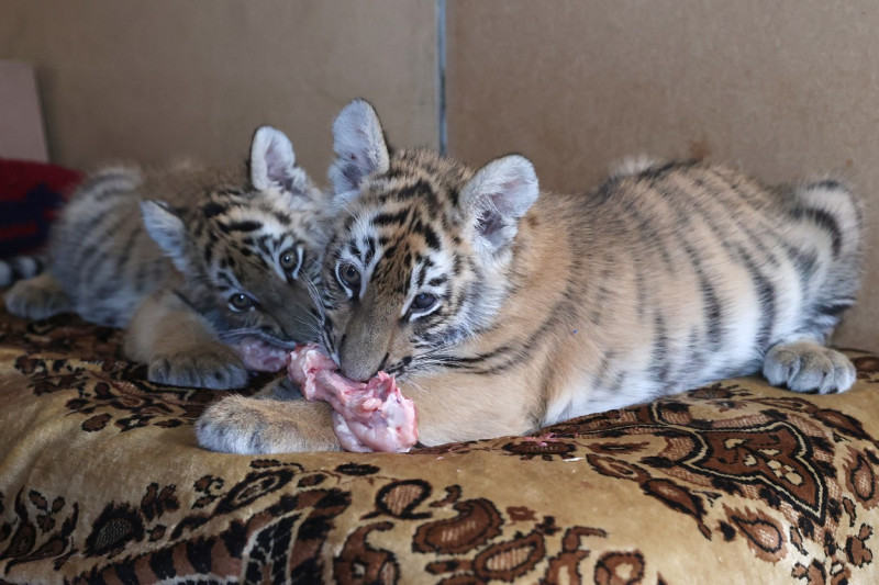 Tiger's Home rescue facility for big cats in Novosibirsk, Russia