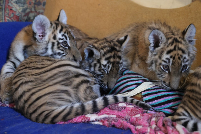 Tiger's Home rescue facility for big cats in Novosibirsk, Russia