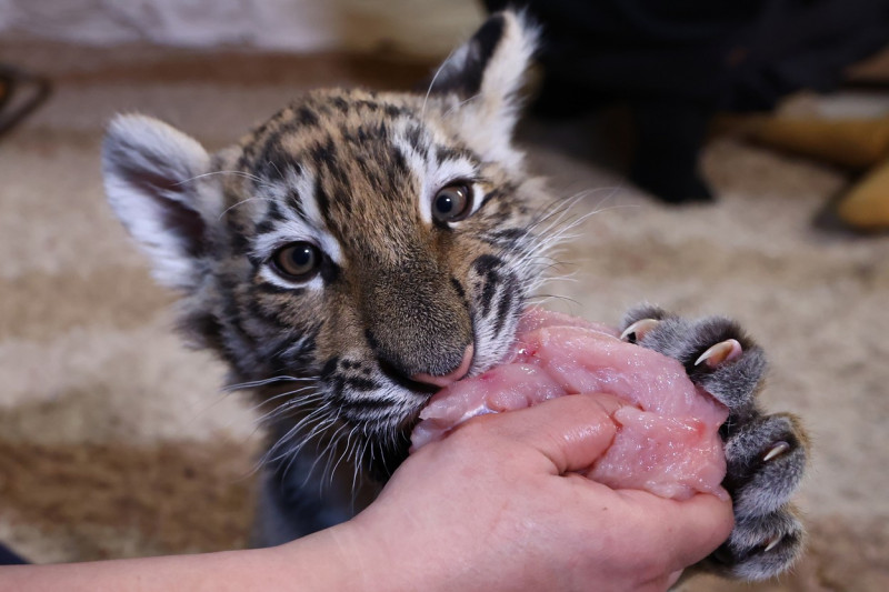 Tiger's Home rescue facility for big cats in Novosibirsk, Russia