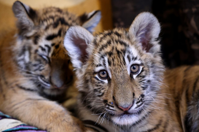 Tiger's Home rescue facility for big cats in Novosibirsk, Russia